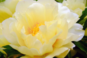 60084296 - the big beautiful full-blown yellow flower peony close up